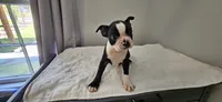 Blk/wht male 2, a male Boston Terrier for sale in Greenville, GA – 9 of 10