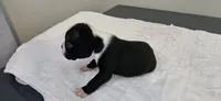 Blk/wht male 3, a male Boston Terrier for sale in Greenville, GA – 9 of 10