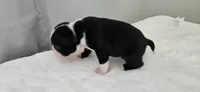 Blk/wht male 1, a male Boston Terrier for sale in Greenville, GA – 9 of 10