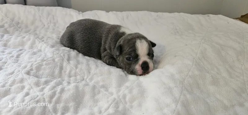 Blue female 2 – Boston Terrier puppy for sale in Greenville, GA