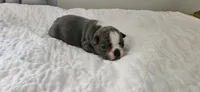 Blue female 2, a female Boston Terrier for sale in Greenville, GA – 1 of 10