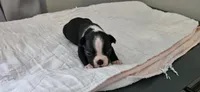 Blk/wht male 3, a male Boston Terrier for sale in Greenville, GA – 5 of 10
