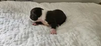 Cho female , a female Boston Terrier for sale in Greenville, GA – 7 of 10