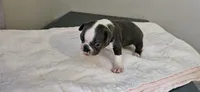 Blue male, a male Boston Terrier for sale in Greenville, GA – 5 of 10
