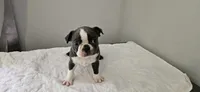 Blue female , a female Boston Terrier for sale in Greenville, GA – 2 of 10