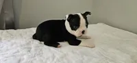 Blk/wht male 1, a male Boston Terrier for sale in Greenville, GA – 3 of 10