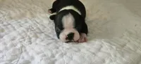 Blk/wht female , a female Boston Terrier for sale in Greenville, GA – 10 of 10