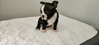 Blk/wht male 3, a male Boston Terrier for sale in Greenville, GA – 3 of 10