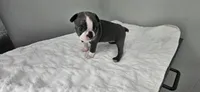 Blue female , a female Boston Terrier for sale in Greenville, GA – 7 of 10