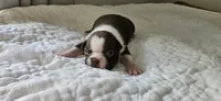 Cho male 1, a male Boston Terrier for sale in Greenville, GA – 7 of 10