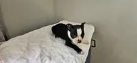 Blk/wht male 2, a male Boston Terrier for sale in Greenville, GA – 6 of 10
