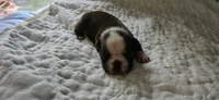 Cho female , a female Boston Terrier for sale in Greenville, GA – 10 of 10