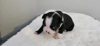 Blk/wht male 1, a male Boston Terrier for sale in Greenville, GA – 7 of 10
