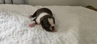 Cho male 1, a male Boston Terrier for sale in Greenville, GA – 3 of 10