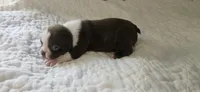 Cho male 1, a male Boston Terrier for sale in Greenville, GA – 4 of 10