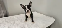 Blk/wht male 1, a male Boston Terrier for sale in Greenville, GA – 3 of 10