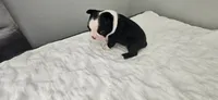 Blk/wht female 1, a female Boston Terrier for sale in Greenville, GA – 6 of 10