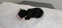 Blk/wht female 1, a female Boston Terrier for sale in Greenville, GA – 5 of 10