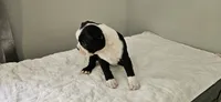 Blk/wht female 2, a female Boston Terrier for sale in Greenville, GA – 10 of 10