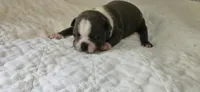 Blue female 2, a female Boston Terrier for sale in Greenville, GA – 9 of 10