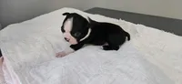 Blk/wht male 2, a male Boston Terrier for sale in Greenville, GA – 6 of 10