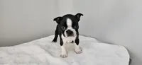 Blk/wht male , a male Boston Terrier for sale in Greenville, GA – Photo 7 of 10