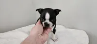 Blk/wht male , a male Boston Terrier for sale in Greenville, GA – Photo 9 of 10