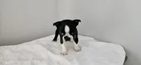 Blk/wht male , a male Boston Terrier for sale in Greenville, GA – Photo 5 of 10