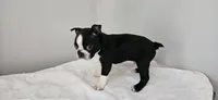 Blk/wht male , a male Boston Terrier for sale in Greenville, GA – Photo 4 of 10