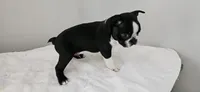 Blk/wht male , a male Boston Terrier for sale in Greenville, GA – Photo 10 of 10