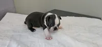 Blue male, a male Boston Terrier for sale in Greenville, GA – 7 of 10