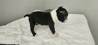 Blk/wht male 1, a male Boston Terrier for sale in Greenville, GA – 3 of 10