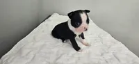 Blk/wht male 3, a male Boston Terrier for sale in Greenville, GA – 10 of 10