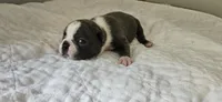 Blue female 2, a female Boston Terrier for sale in Greenville, GA – 2 of 10