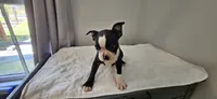 Blk/wht male 2, a male Boston Terrier for sale in Greenville, GA – 2 of 10