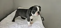 Blue female , a female Boston Terrier for sale in Greenville, GA – 3 of 10