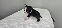 Blk/wht male 1, a male Boston Terrier for sale in Greenville, GA – 2 of 10