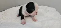 Blk/wht female 1, a female Boston Terrier for sale in Greenville, GA – 3 of 10