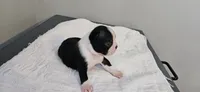 Blk/wht male 2, a male Boston Terrier for sale in Greenville, GA – 2 of 10
