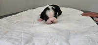 Blk/wht female 2, a female Boston Terrier for sale in Greenville, GA – 8 of 10