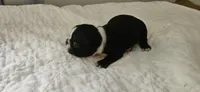 Blk/wht male 1, a male Boston Terrier for sale in Greenville, GA – 9 of 10