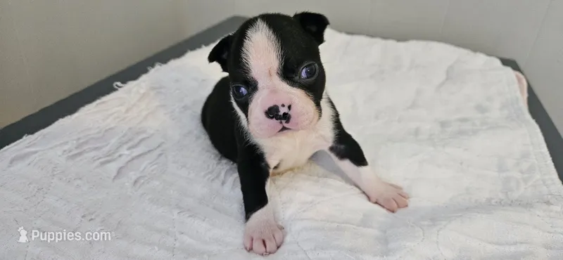 Blk/wht male 2 – Boston Terrier puppy for sale in Greenville, GA