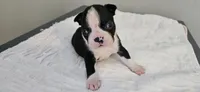Blk/wht male 2, a male Boston Terrier for sale in Greenville, GA – 1 of 10