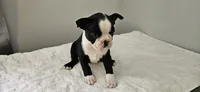 Blk/wht female 2, a female Boston Terrier for sale in Greenville, GA – 6 of 10
