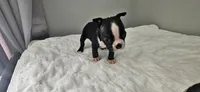 Blk/wht male 2, a male Boston Terrier for sale in Greenville, GA – 8 of 10