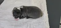 Blue female , a female Boston Terrier for sale in Greenville, GA – 7 of 10