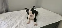 Blk/wht female , a female Boston Terrier for sale in Greenville, GA – 3 of 10