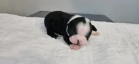 Blk/wht female 2, a female Boston Terrier for sale in Greenville, GA – 9 of 10