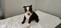 Blk/wht male 4, a male Boston Terrier for sale in Greenville, GA – 4 of 10
