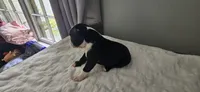 Blk/wht male 3, a male Boston Terrier for sale in Greenville, GA – 6 of 10